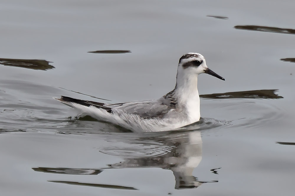 Grey phalarope